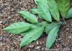 <i>Licaria armeniaca</i> (Nees) Kosterm. [Lauraceae]