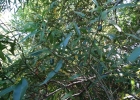 <i>Nectandra angustifolia</i> (Schrad.) Nees [Lauraceae]