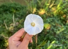 Clique para exibir a imagem e detalhes