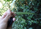 <i>Nectandra angustifolia</i> (Schrad.) Nees [Lauraceae]