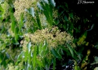 <i>Nectandra membranacea</i> (Sw.) Griseb. [Lauraceae]