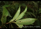 <i>Nectandra membranacea</i> (Sw.) Griseb. [Lauraceae]