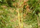<i>Rhynchospora marisculus</i> Lindl. & Nees [Cyperaceae]