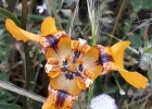 <i>cypella amplimaculata</i> Chauveau & L.Eggers [Iridaceae]