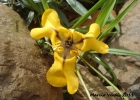 <i>Cypella herbertii</i> Hook [Iridaceae]