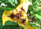 <i>Cypella herbertii</i> Hook [Iridaceae]