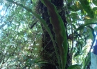 <i>Campyloneurum nitidum</i> C. Presl [Polypodiaceae]
