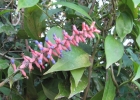 <i>Aechmea gamosepala</i> Wittm. [Bromeliaceae]