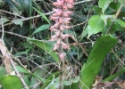 <i>Aechmea gamosepala</i> Wittm. [Bromeliaceae]