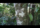 <i>Nectandra oppositifolia</i> Nees [Lauraceae]
