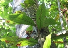 <i>Nectandra oppositifolia</i> Nees [Lauraceae]