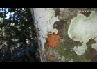 <i>Nectandra oppositifolia</i> Nees [Lauraceae]