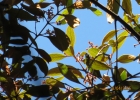 <i>Nectandra oppositifolia</i> Nees [Lauraceae]