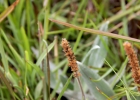 <i>Plantago rahniana</i> Hassemer & R.Trevis. [Plantaginaceae]