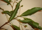 <i>Ocotea corymbosa</i> (Meisn.) Mez [Lauraceae]