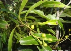 <i>Ocotea corymbosa</i> (Meisn.) Mez [Lauraceae]
