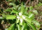 <i>Rubus erythroclados</i> Mart. ex Hook.f. [Rosaceae]