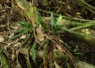 <i>Campyloneurum nitidum</i> C. Presl [Polypodiaceae]
