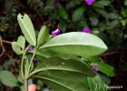 <i>Brunfelsia pauciflora</i> (Cham. & Schltdl.) Benth. [Solanaceae]