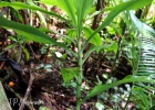 <i>Dichorisandra thyrsiflora</i> J.C.Mikan [Commelinaceae]