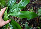 <i>Dichorisandra thyrsiflora</i> J.C.Mikan [Commelinaceae]