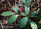 <i>Ocotea pulchra</i> Vattimo-Gil [Lauraceae]