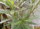 <i>Nerium oleander</i> L. [Apocynaceae]