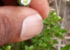 <i>Arenaria serpyllifolia</i> L. [Caryophyllaceae]