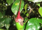 <i>Ocotea teleiandra</i> (Meisn.) Mez [Lauraceae]