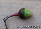 <i>Ocotea teleiandra</i> (Meisn.) Mez [Lauraceae]