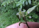 <i>Aureliana wettsteiniana</i> L. [Solanaceae]