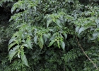 <i>Aureliana wettsteiniana</i> L. [Solanaceae]