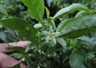 <i>Aureliana wettsteiniana</i> L. [Solanaceae]