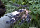 <i>Cordyline spectabilis</i> Kunth & Bouché [Asparagaceae]