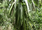 <i>Cordyline spectabilis</i> Kunth & Bouché [Asparagaceae]