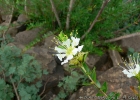 <i>Lafoensia nummularifolia</i> St.- Hill. [Lythraceae]