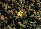 <i>Sisyrinchium balansae</i> Baker [Iridaceae]