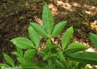 <i>Esenbeckia hieronymi</i> Engl. [Rutaceae]