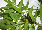 <i>Podocarpus sellowii</i> Klotzsch ex Endl. [Podocarpaceae]