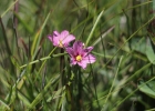 <i>Sisyrinchium pendulum</i> Ravenna [Iridaceae]
