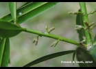 <i>Podocarpus sellowii</i> Klotzsch ex Endl. [Podocarpaceae]