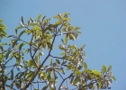 <i>Persea willdenovii</i> Kosterm.  [Lauraceae]
