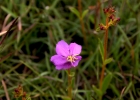 <i>Chaetogastra gracilis</i> (Bonpl.) DC. [Melastomataceae]