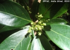 <i>Ocotea silvestris</i> Vattimo-Gil [Lauraceae]
