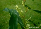<i>Ocotea silvestris</i> Vattimo-Gil [Lauraceae]