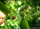 <i>Byttneria australis</i> St.- Hill. [Malvaceae]