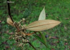 <i>Miconia valtheri</i> Naudin [Melastomataceae]