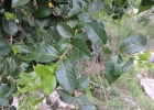 <i>Campomanesia eugenioides</i> (Cambess.) D.Legrand ex Landrum [Myrtaceae]