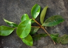 <i>Eugenia prasina</i> O.Berg [Myrtaceae]