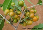 <i>Bunchosia pallescens</i> Skottsb. [Malpighiaceae]